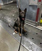 Image of a dog