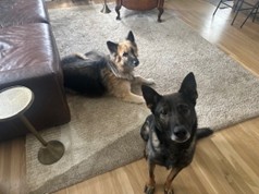 Two dogs